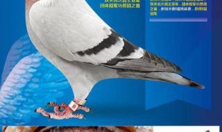 开尔国际爱心公棚大棚 开尔国际爱心公棚大棚