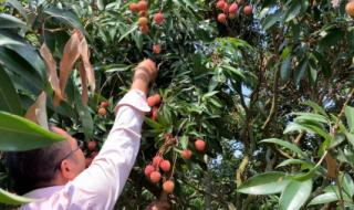 荔枝几月结果几月成熟 荔枝几月结果几月成熟