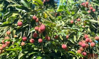 荔枝几月结果几月成熟 荔枝几月结果几月成熟