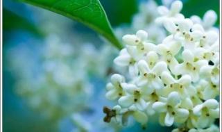 人闲桂花落夜静春山空全诗 人闲桂花落夜静春山空全诗