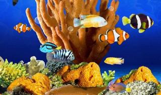 3d海底世界动态屏保 3d海底世界动态屏保