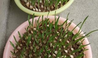 快过年了不要再买了 快过年了不要再买了