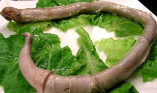 海豚的性格器官是怎么样的 海豚的性格器官是怎么样的