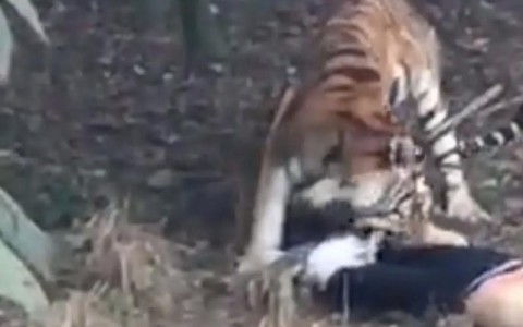 动物园老虎伤人事件（动物园老虎伤人,谁担责?）