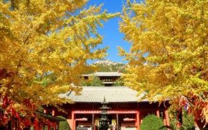 一花一世界一树一菩提意思 一花一世界一树一菩提