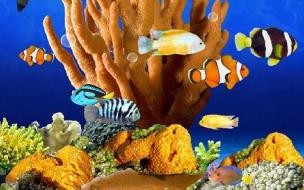 3d鱼池动态屏保3D鱼塘动态壁纸 3d海底世界动态屏保