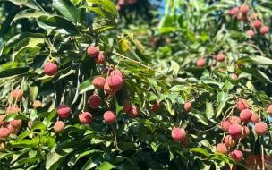 荔枝几月份成熟 荔枝几月结果几月成熟