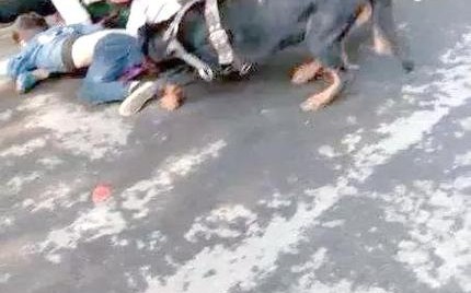 宠物伤人事件（宠物伤人案件）