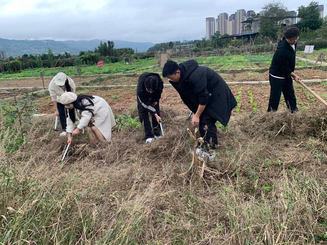 劳动教育实践(劳动教育实践活动)