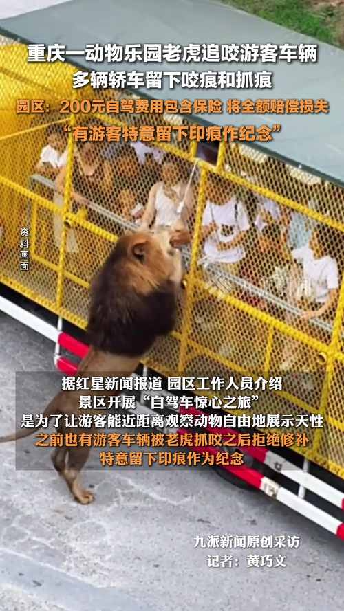 动物园老虎伤人事件(动物园老虎伤人,谁担责?)