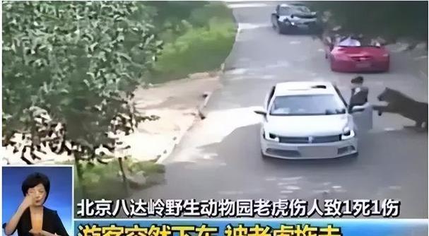 动物园老虎伤人事件(动物园老虎伤人,谁担责?)