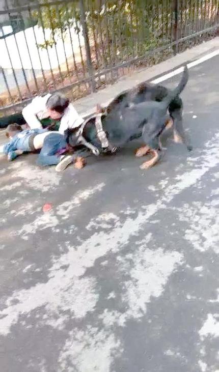 宠物伤人事件(宠物伤人案件)