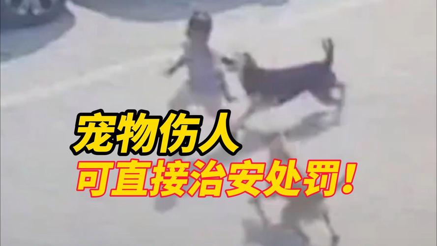 宠物伤人事件(宠物伤人案件)