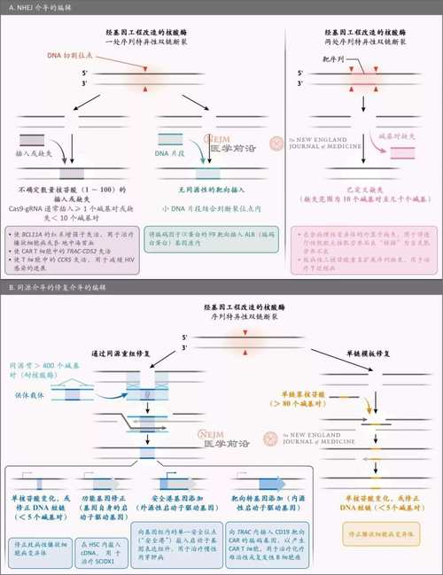 基因编辑保险(临床应用保障)(基因编辑是怎么回事)